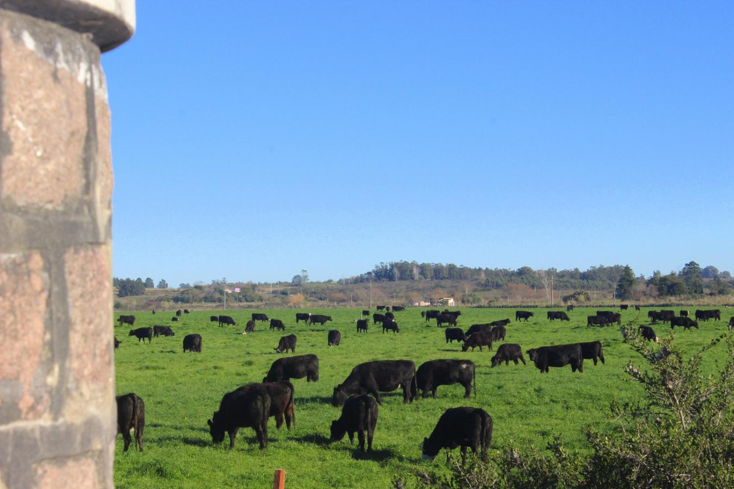 Las Piedras Angus